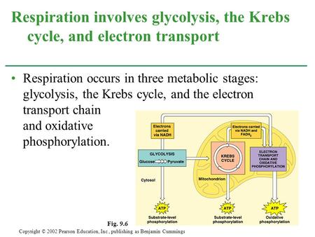 Respiration occurs in three metabolic stages: glycolysis, the Krebs cycle, and the electron transport chain and oxidative phosphorylation. Respiration.