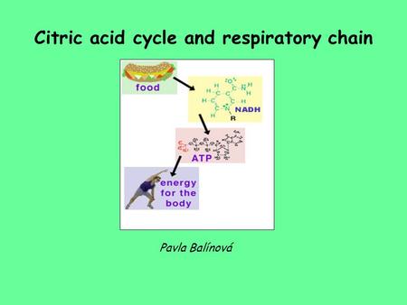 Citric acid cycle and respiratory chain Pavla Balínová.