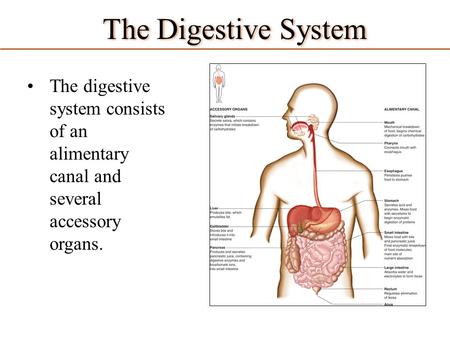 The Digestive System The digestive system consists of an alimentary canal and several accessory organs.