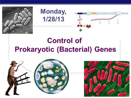 AP Biology 2007-2008 Control of Prokaryotic (Bacterial) Genes Monday, 1/28/13.
