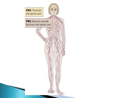 2 divisions of the nervous system PNS – Peripheral Nervous System CNS – Central Nervous System – brain, spinal cord.