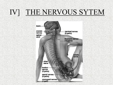 IV] THE NERVOUS SYTEM.