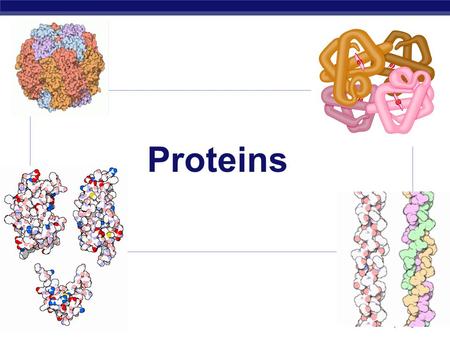 W-H Based on work by K. Foglia Proteins. W-H Based on work by K. Foglia Proteins  Most structurally & functionally diverse group of biomolecules  Function: