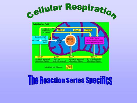 Now let us see what you have learned thus far! Recall cellular respiration is… a series of controlled biochemical reactions involved in the conversion.