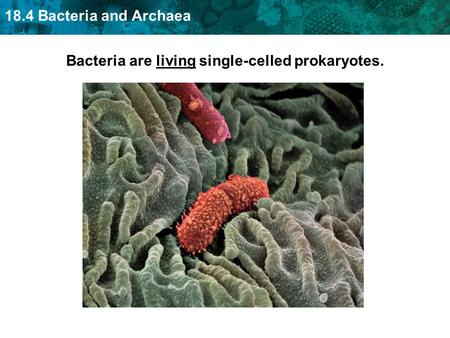 18.4 Bacteria and Archaea Bacteria are living single-celled prokaryotes.