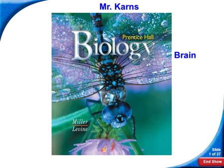 End Show Slide 1 of 37 Biology Mr. Karns Brain. End Show Slide 2 of 37 35-3 Divisions of the Nervous System.