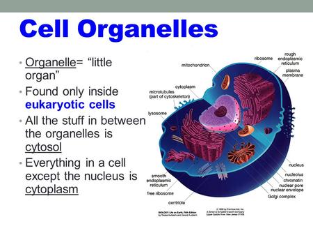 Cell Organelles Organelle= “little organ”