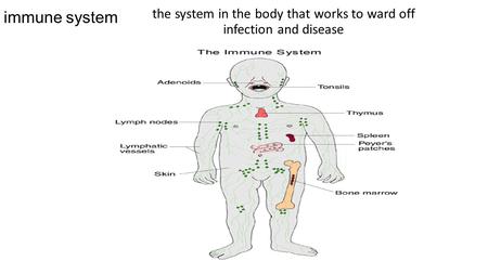 Immune system the system in the body that works to ward off infection and disease.