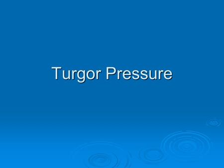 Turgor Pressure.  Turgor Pressure is the main pressure of the cell contents against the cell wall in plant cells and bacteria cells, determined by the.