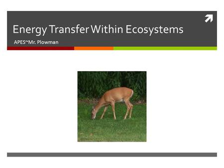  Energy Transfer Within Ecosystems APES~Mr. Plowman.