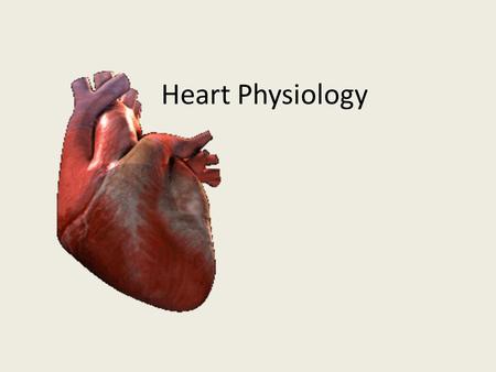 Heart Physiology. Heart pumps 6000 quarts of blood per day Nearly the entire blood volume is pumped through once per minute Regulated by – Autonomic nervous.