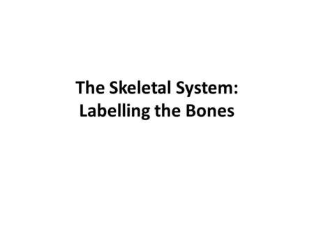 The Skeletal System: Labelling the Bones