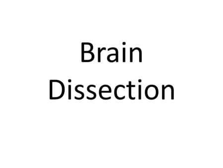Brain Dissection.