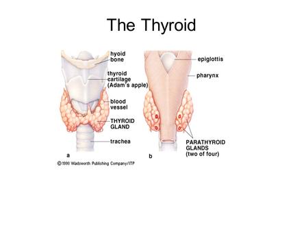 The Thyroid.