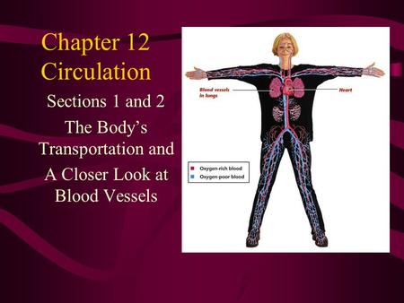 Chapter 12 Circulation Sections 1 and 2 The Body’s Transportation and A Closer Look at Blood Vessels.