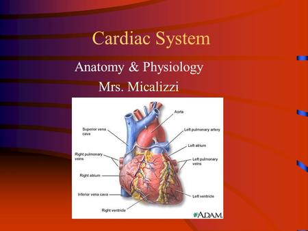 Cardiac System Anatomy & Physiology Mrs. Micalizzi.