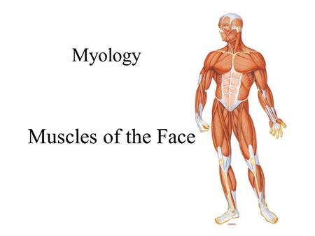 Myology Muscles of the Face.