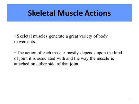 Skeletal Muscle Actions
