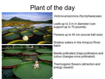Plant of the day Victoria amazonica (Nymphaeaceae)