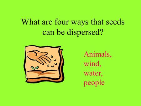 What are four ways that seeds can be dispersed? Animals, wind, water, people.