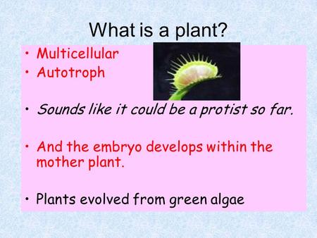What is a plant? Multicellular Autotroph Sounds like it could be a protist so far. And the embryo develops within the mother plant. Plants evolved from.