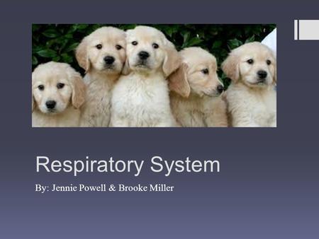 Respiratory System By: Jennie Powell & Brooke Miller.