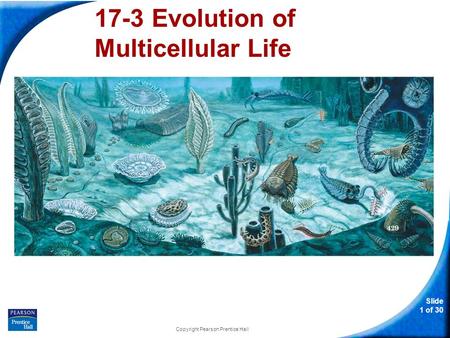 17-3 Evolution of Multicellular Life
