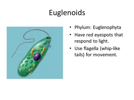 Euglenoids Phylum: Euglenophyta Have red eyespots that respond to light. Use flagella (whip-like tails) for movement.