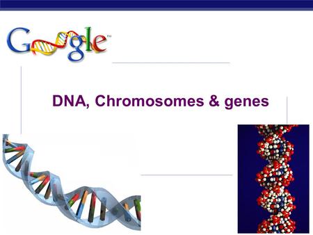 AP Biology 2007-2008 DNA, Chromosomes & genes AP Biology Watson and Crick 1953 article in Nature.