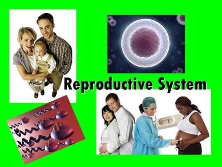 Reproductive System. Overview Body system responsible for gamete formation (eggs and sperm) When gametes combine, offspring will result Existence & continuation.