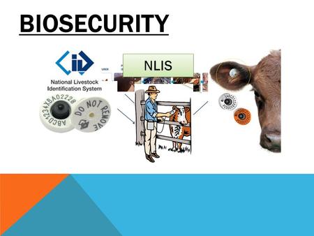 BIOSECURITY NLIS. WHAT DISEASES ARE WE TRYING TO KEEP OUT OF AUSTRALIA? Mad cow disease Hendra virus Foot and mouth Rabies Avian influenza These diseases.