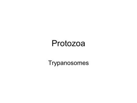 Protozoa Trypanosomes.