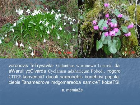 Voronovis TeTryvavila- Galanthus woronowii Losinsk. da aWaruli yoCivarda Cyclamen adzharicum Pobed., rogorc CITES konvenciiT daculi saxeobebis bunebrivi.