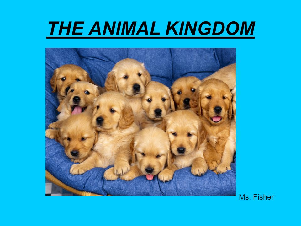 THE ANIMAL KINGDOM Ms. Fisher. - ppt video online download
