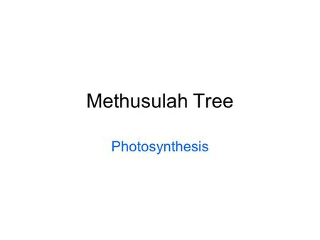 Methusulah Tree Photosynthesis. Maryland Science Content Standard Based on data from readings and designed investigations, cite evidence to illustrate.