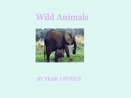 The Names Of Animals From A Z A Is For Anteater Anteaters Eats Ants Ppt Download