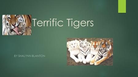 Terrific Tigers By Shalynn blANTON.