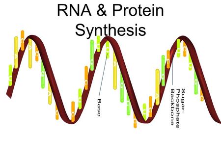 RNA & Protein Synthesis. RNA and Protein Synthesis Genes are coded DNA instructions that control the production of proteins within the cell DNA codes.