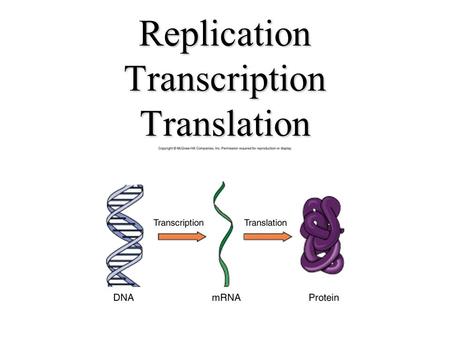 Replication Transcription Translation. DNA 1. Double Stranded Helix 2. ___________________ Bonds between Nitrogenous Base Pairs 3. Adenine-Thymine and.