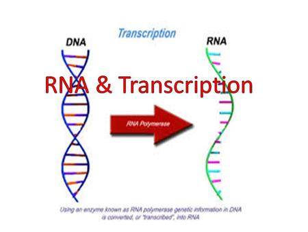Objective Explain the function and structure of RNA. Determine how transcription produces a RNA copy of DNA. Analyze the purpose of transcription.