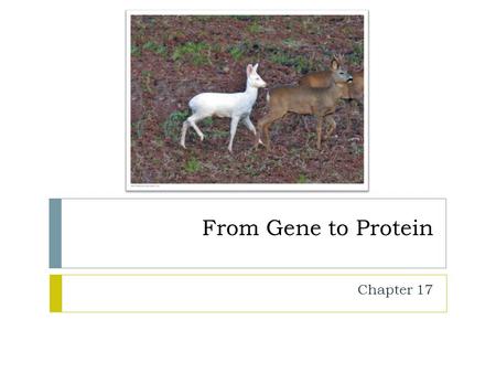 From Gene to Protein Chapter 17.