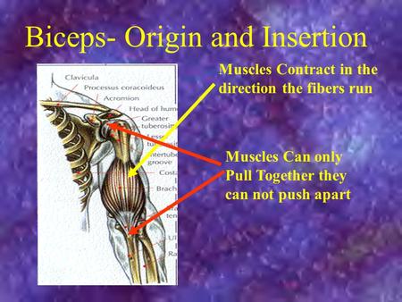 Biceps- Origin and Insertion