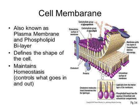 Cell Membarane Also known as Plasma Membrane and Phospholipid Bi-layer Defines the shape of the cell. Maintains Homeostasis (controls what goes in and.