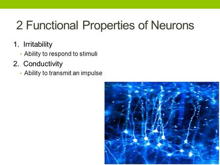 2 Functional Properties of Neurons 1. Irritability Ability to respond to stimuli 2. Conductivity Ability to transmit an impulse.