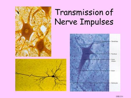 Transmission of Nerve Impulses GHB 2004 Information is carried along a neurone as an electrical impulse.