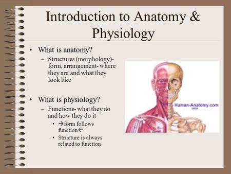 Introduction to Anatomy & Physiology What is anatomy? –Structures (morphology)- form, arrangement- where they are and what they look like What is physiology?