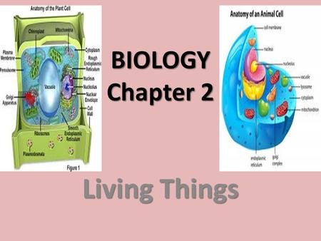 BIOLOGY Chapter 2 Living Things. Organism Living things. All living things share 6 characteristics: Have cellular organization, contain chemicals, use.