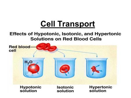 Cell Transport. What can cross the cell membrane easily? 1) Hydrophobic molecules- like lipids, carbon dioxide, and oxygen can dissolve in membrane and.