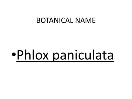 BOTANICAL NAME Phlox paniculata PRONUNCIATION Flox pan-ick-u-lay-ta.