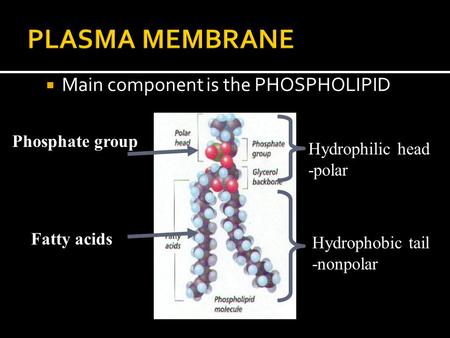  Main component is the PHOSPHOLIPID Fatty acids Hydrophilic head -polar Hydrophobic tail -nonpolar Phosphate group.
